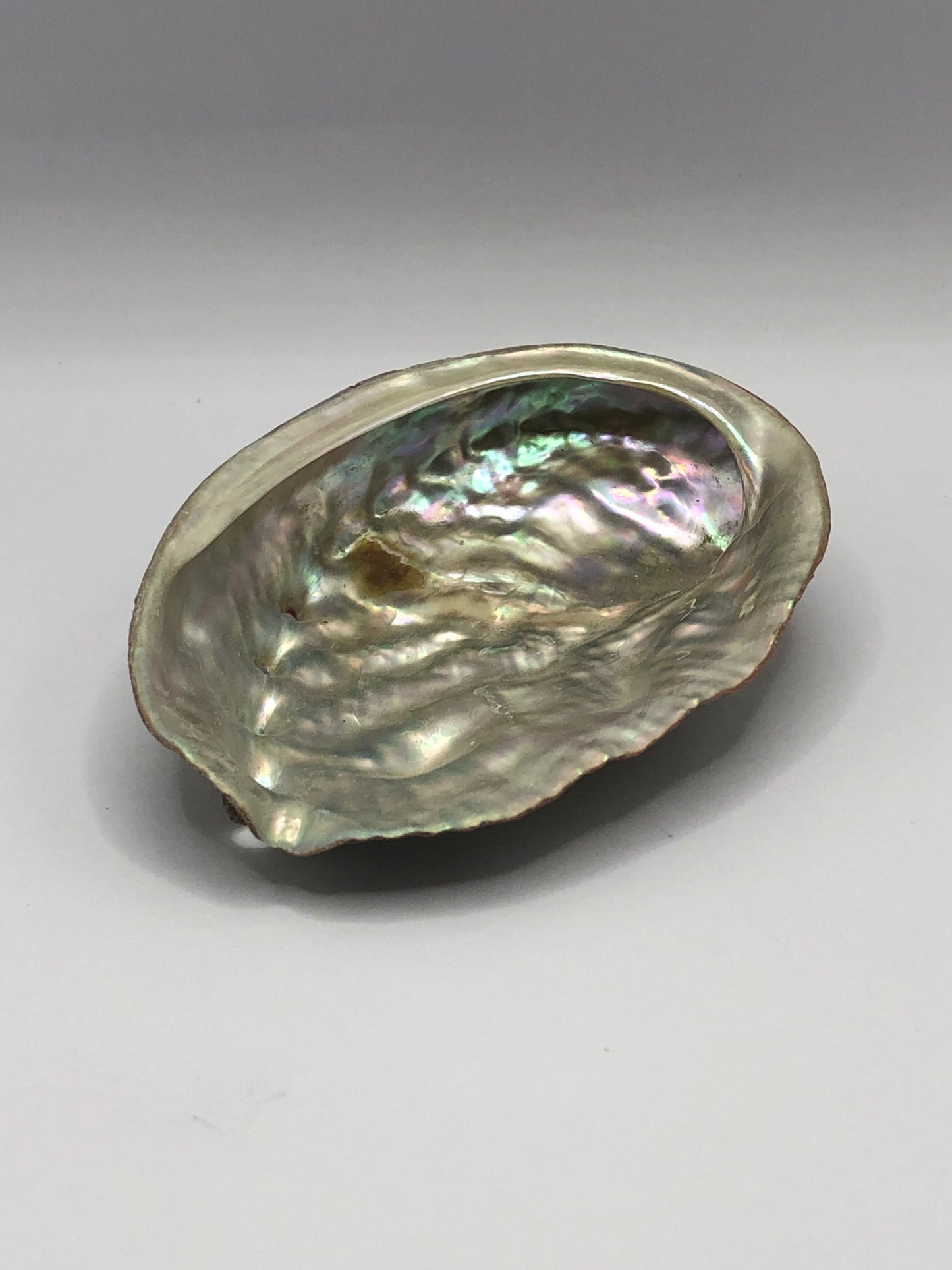 Abalone Shell