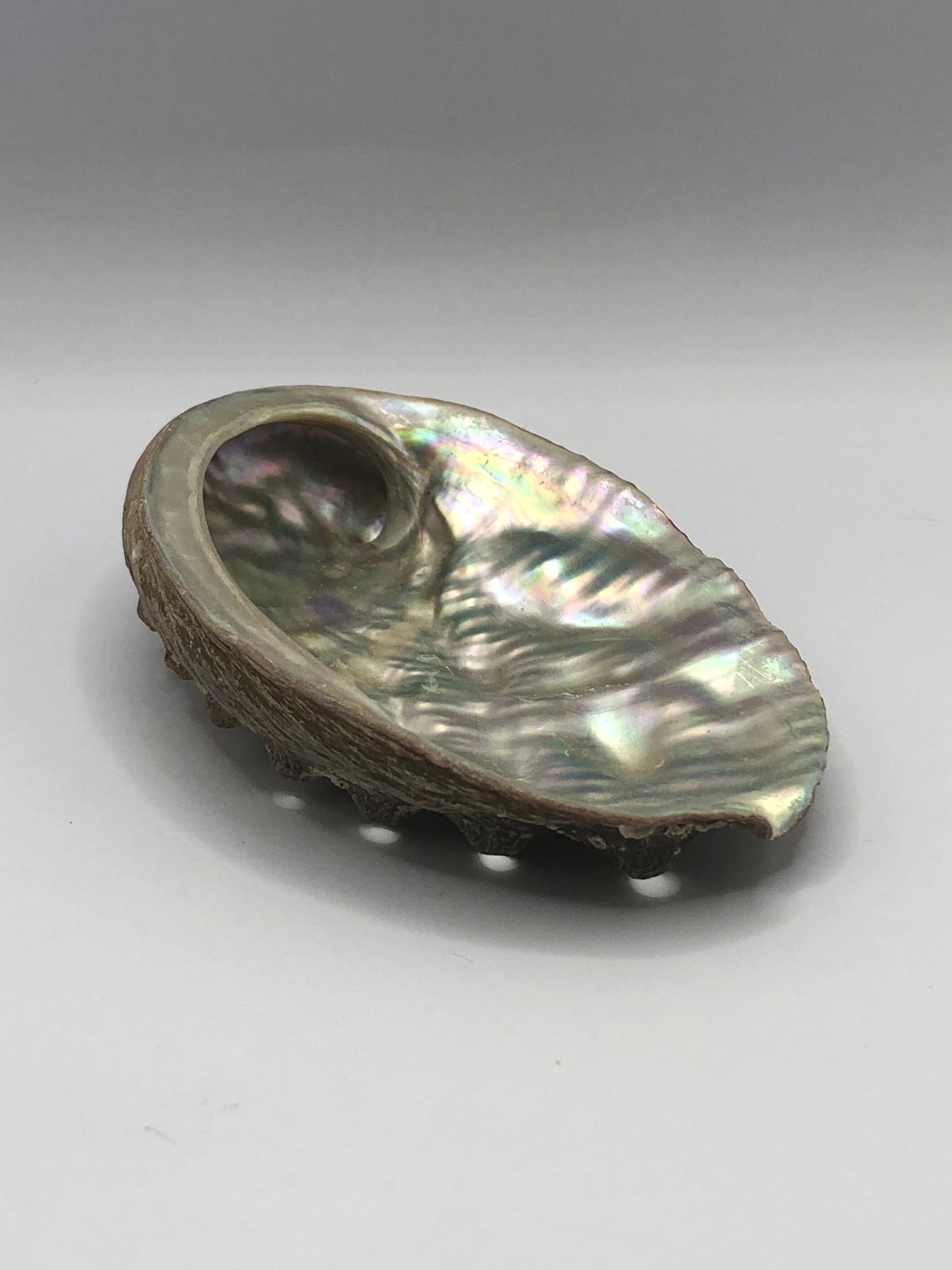 Abalone Shell