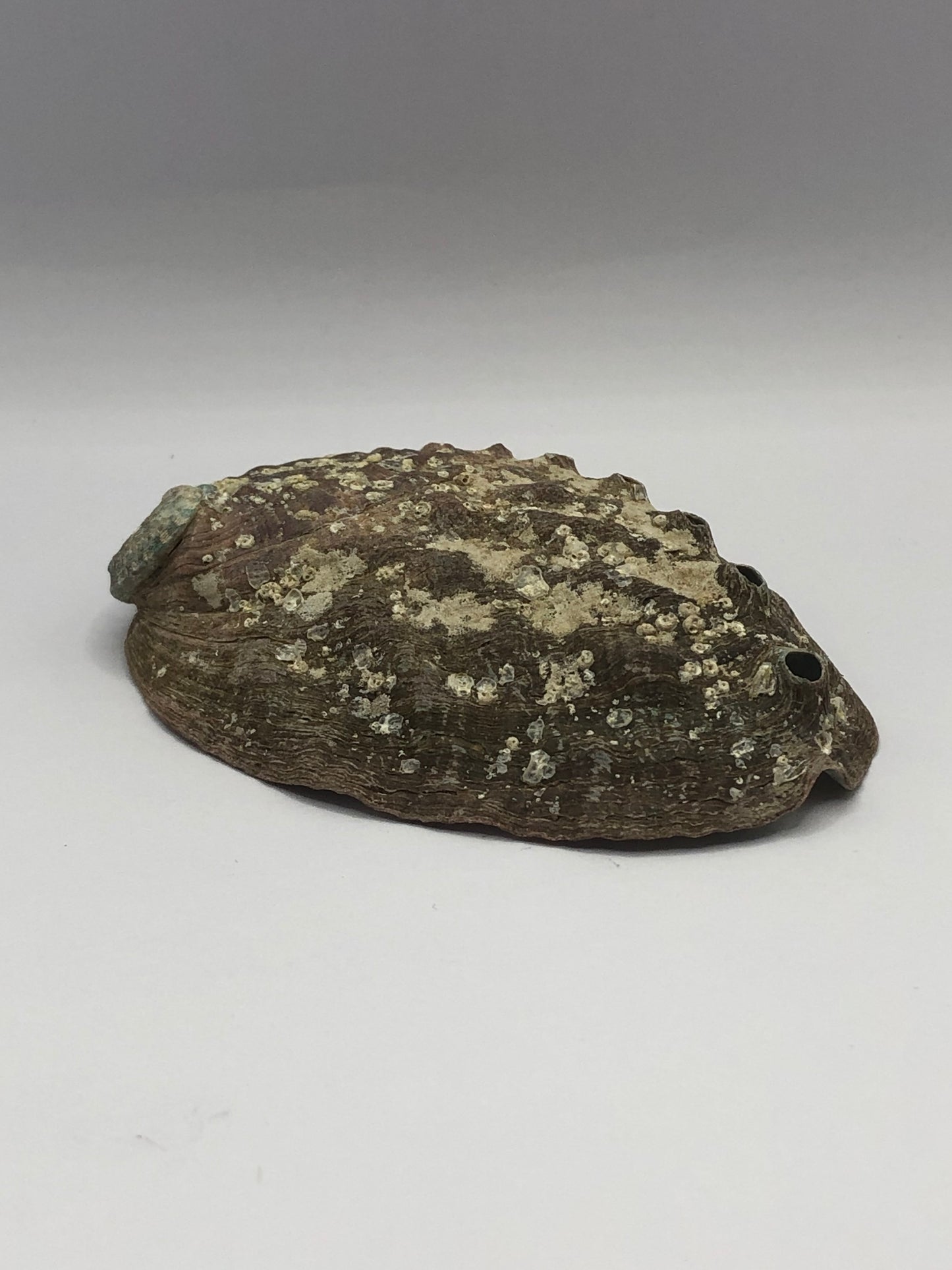 Abalone Shell