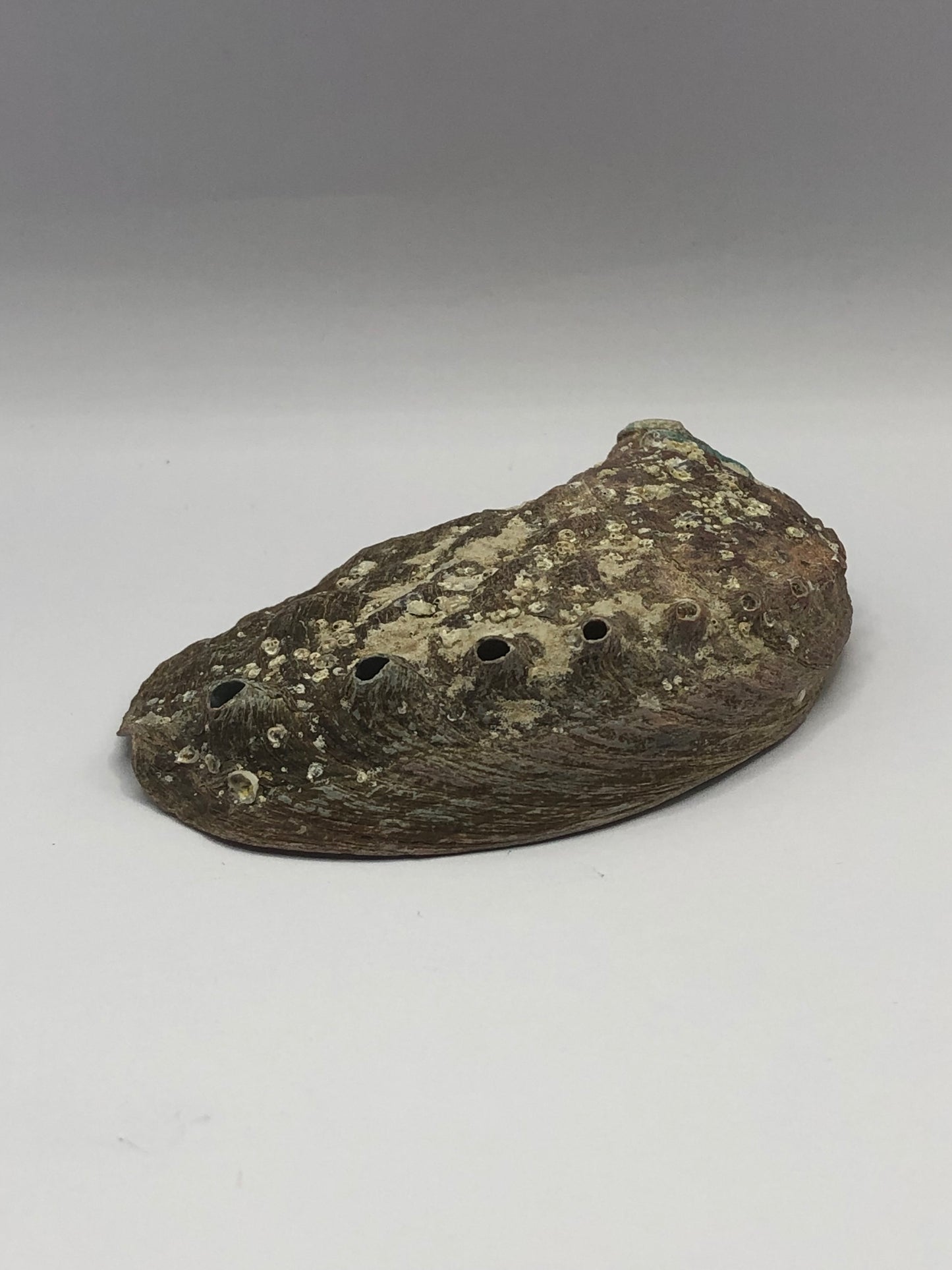 Abalone Shell